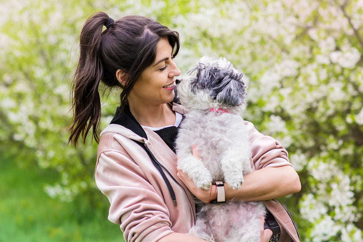 Havanese with soft fur showing an affectionate and playful spirit