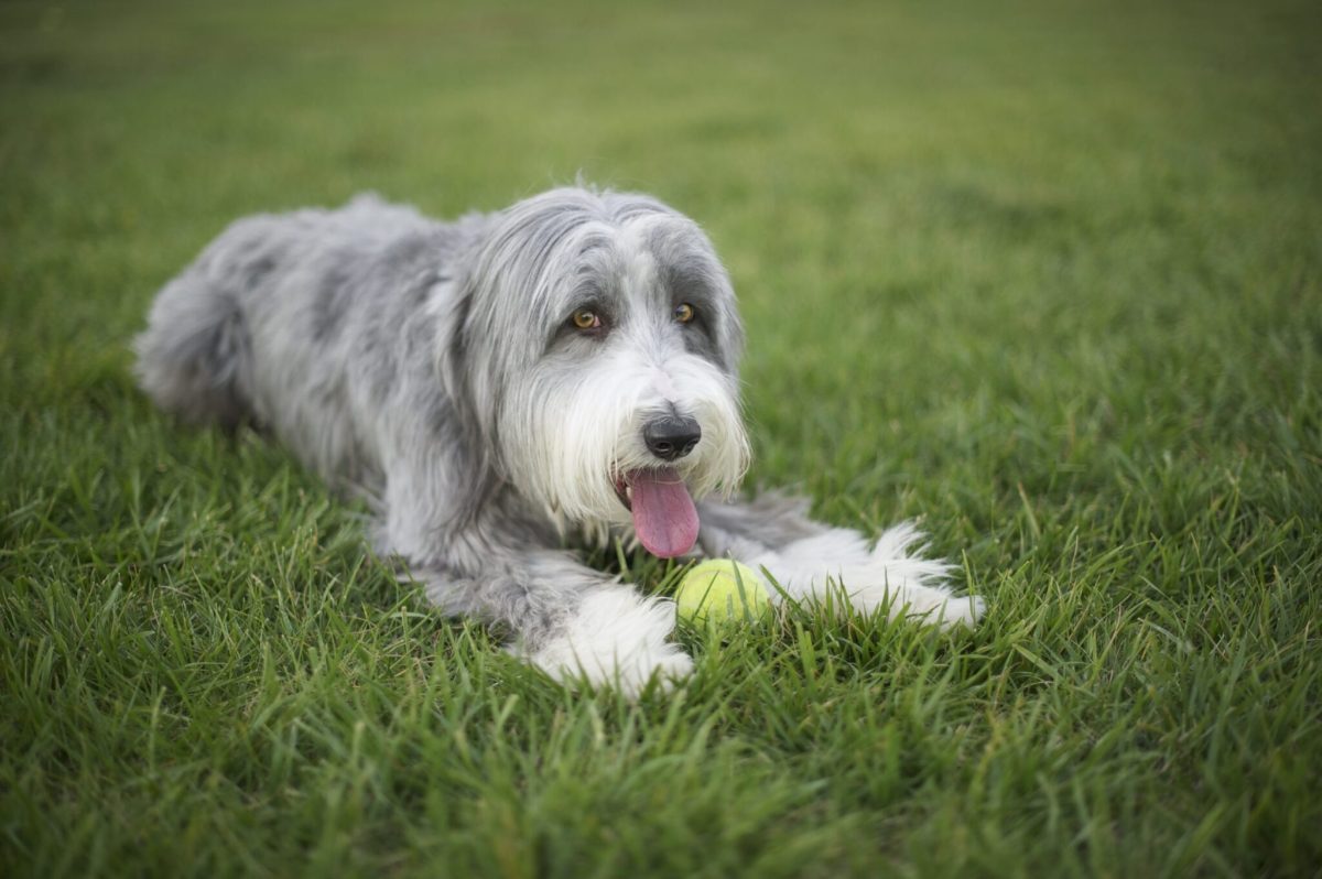 Bearded Collie with long hair showing lively, cheerful personality