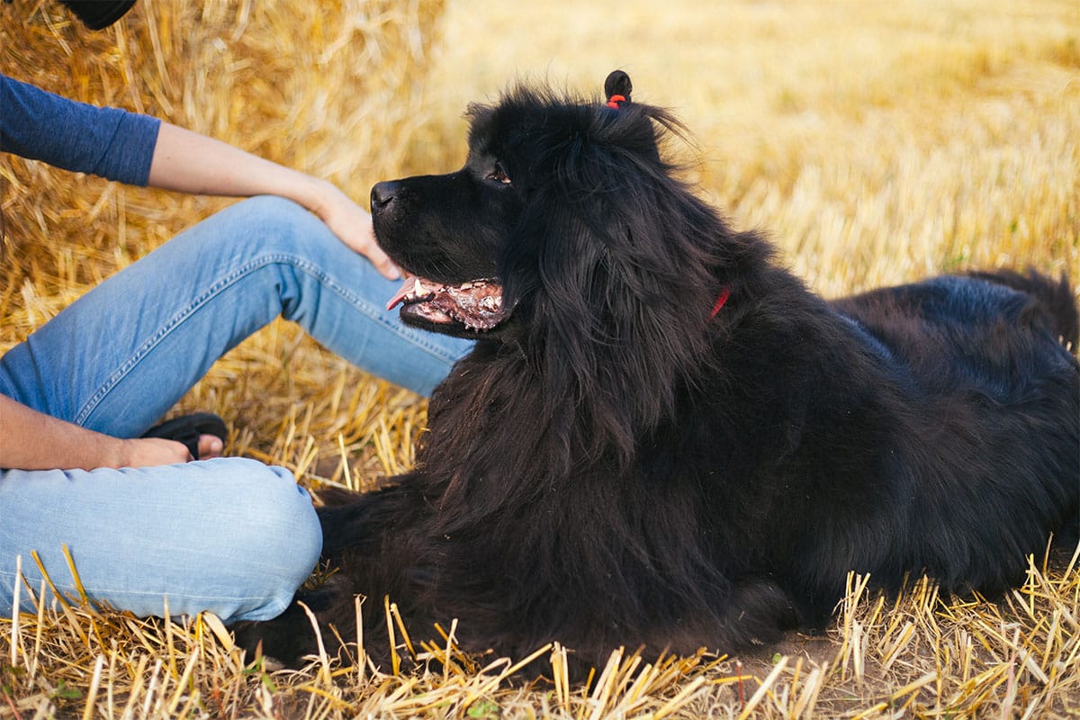 Fluffy dog with soft coat radiates warmth, joy, and playful companionship