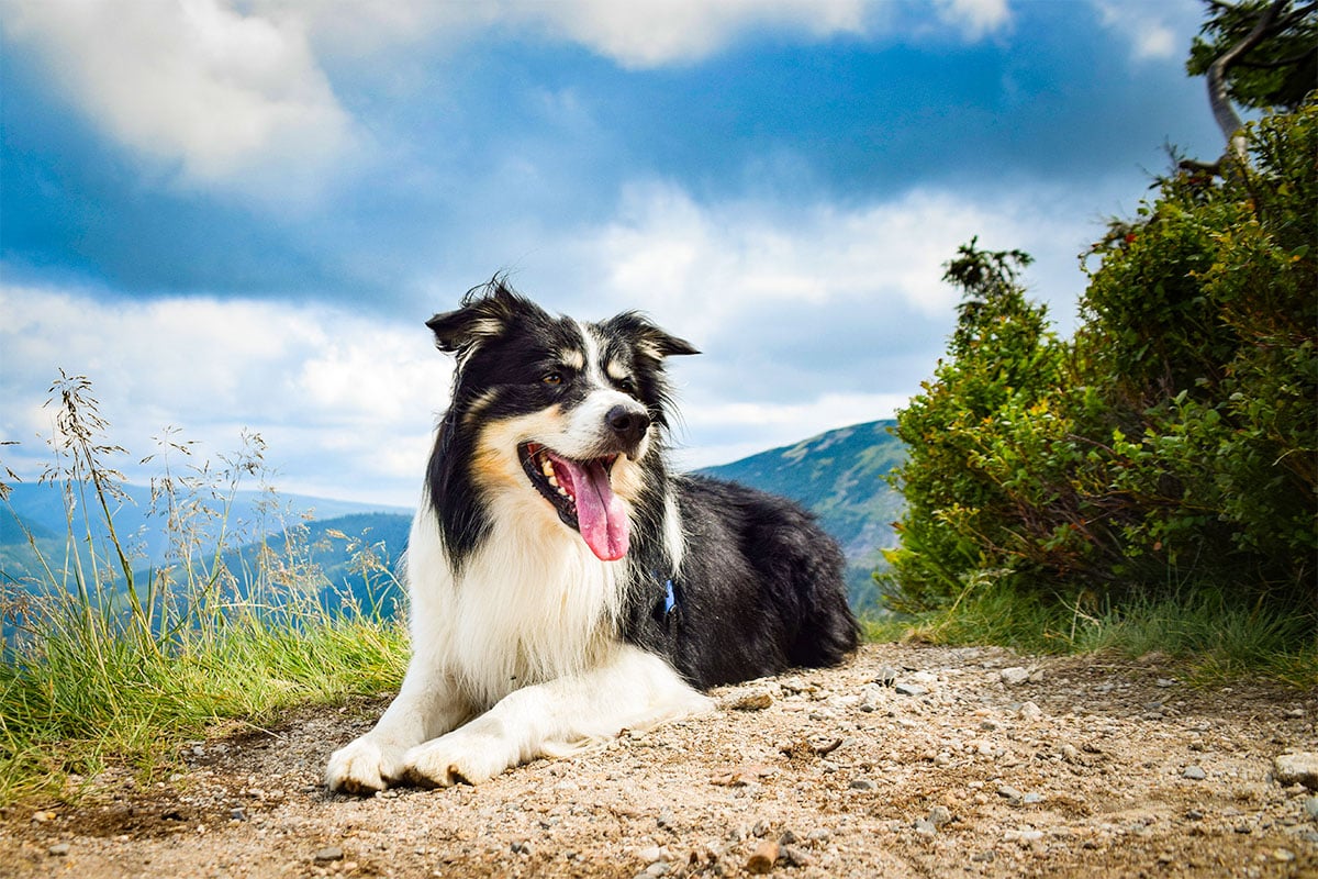 Border Collie standing alert, ready for energetic outdoor adventure.