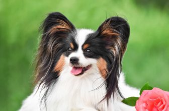 10 Best Raw Dog Food Brands for Papillons