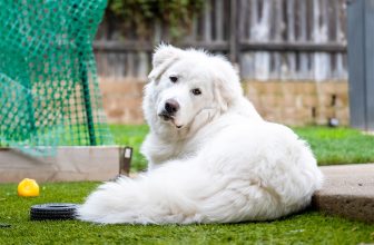 10 Best Raw Dog Food Brands for Great Pyrenees