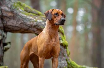 10 Best Raw Dog Food Brands for Rhodesian Ridgebacks