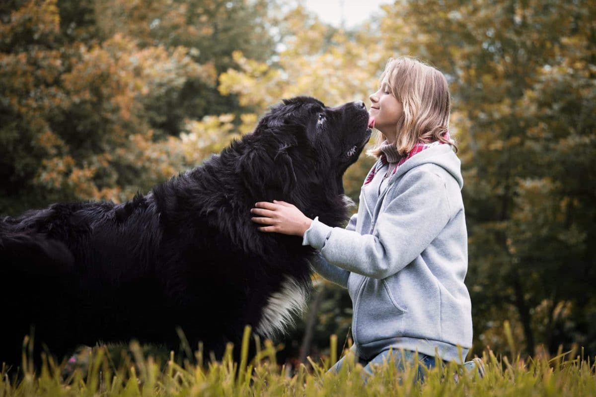 Newfoundland with thick fur exudes a gentle, affectionate giant presence