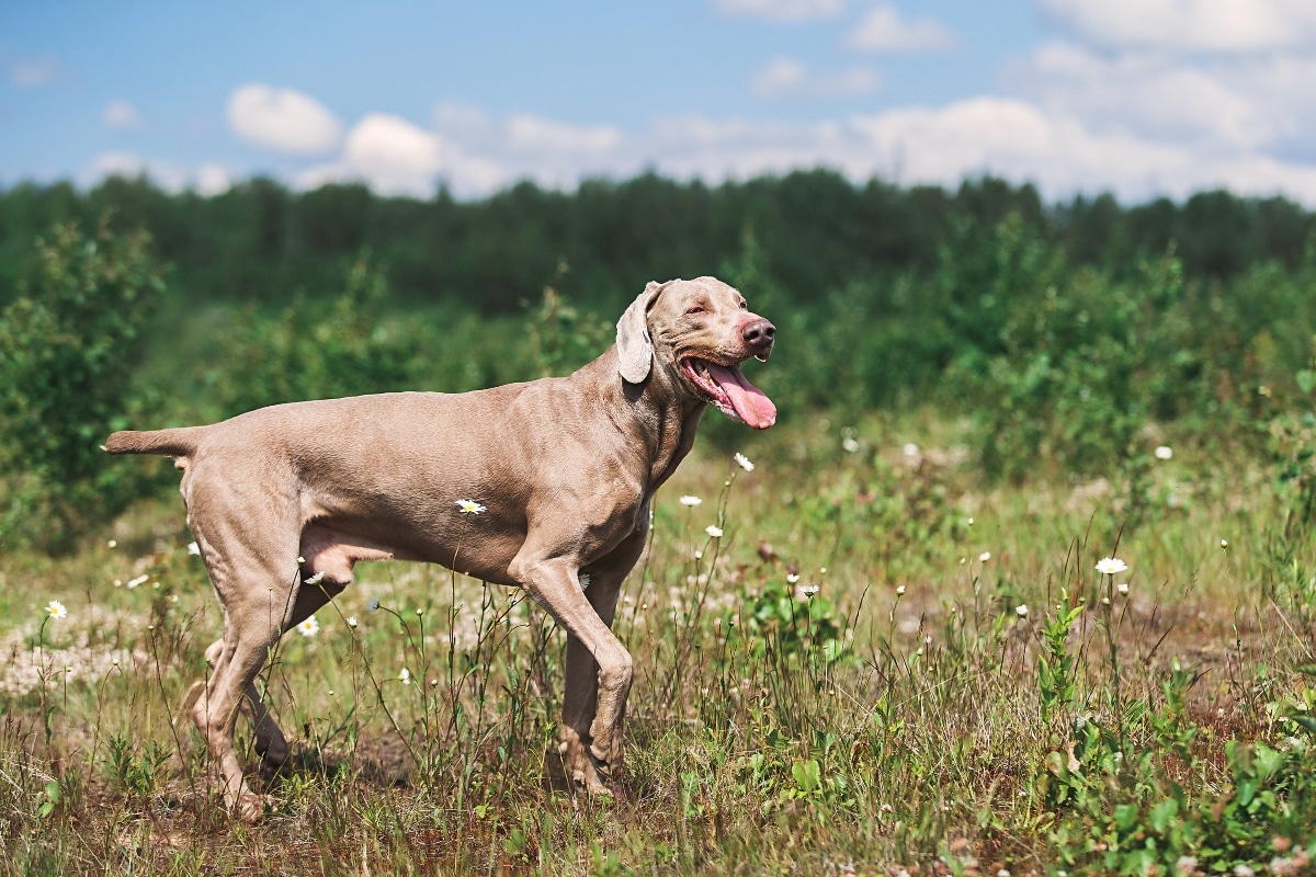 Weimaraner appearing eager and energetic during open-air exploration.