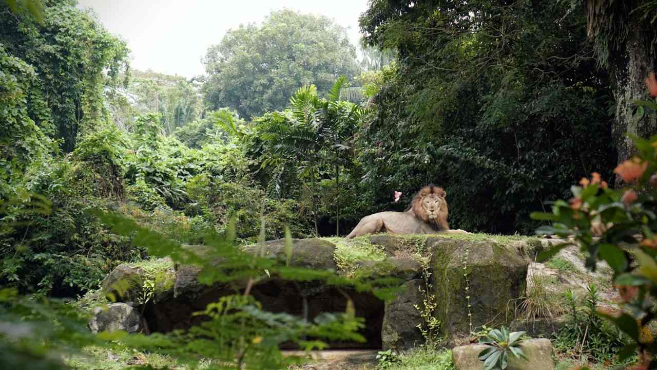 Lion at Singapore Zoo. Photo by Ramona Flwrs on unsplash