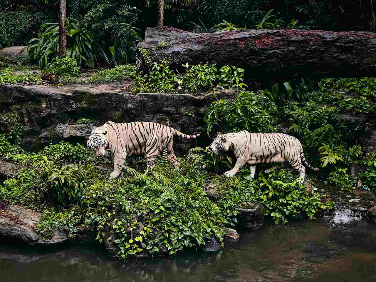 White Tigers at Singapore Zoo. Photo by Kyan Ng on unsplash