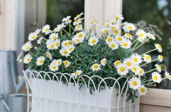 Transform Your Garden with Outdoor Planters