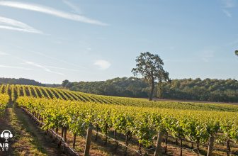 The VinePair Podcast: Are There Too Many Wineries in America?