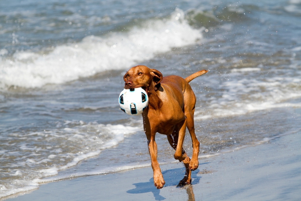 Vizsla looking focused and energized for vigorous outdoor activity.