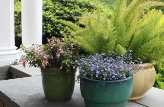 Growing Asparagus Ferns in the Northeast