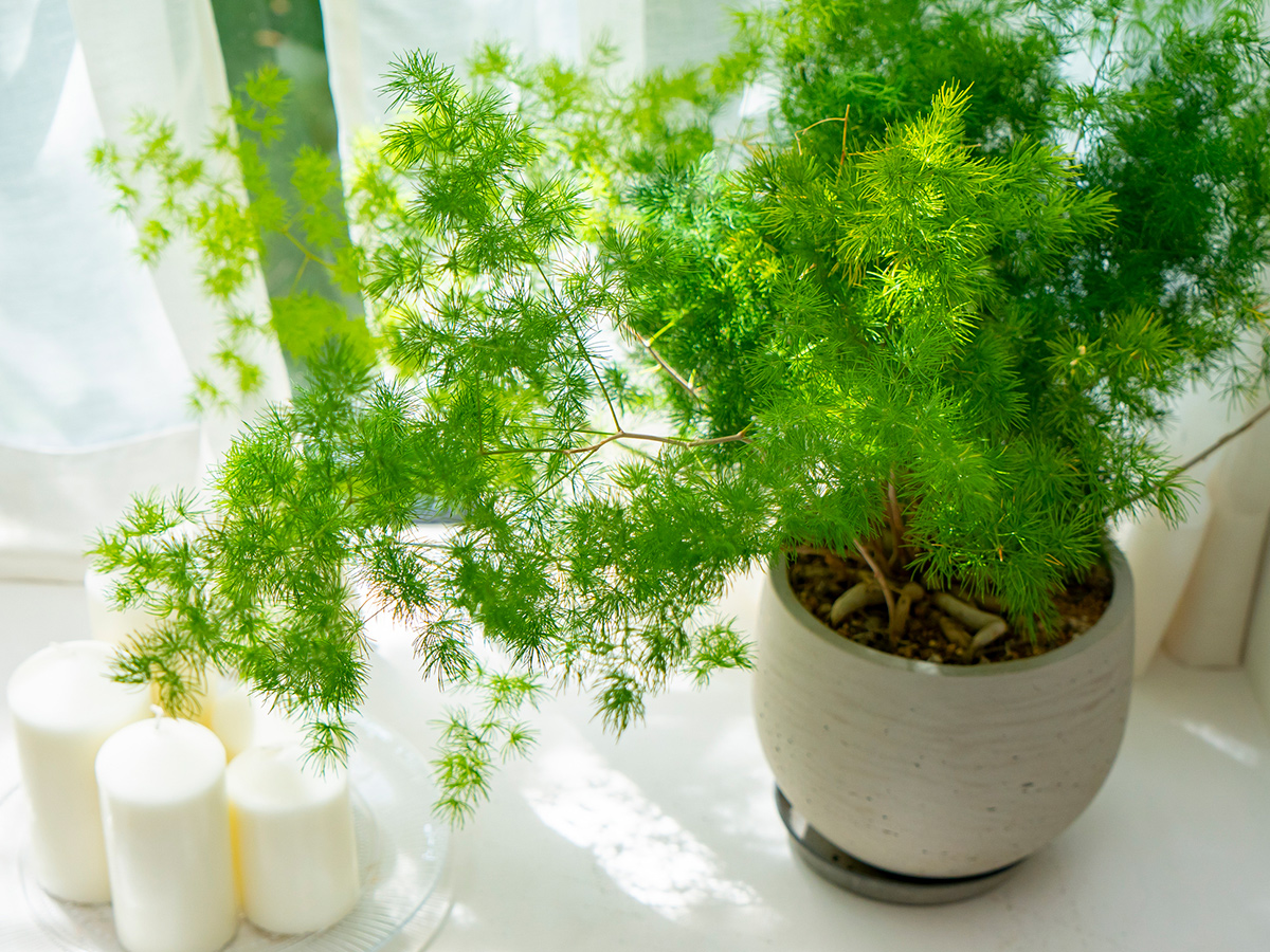 asparagus fern houseplant in window