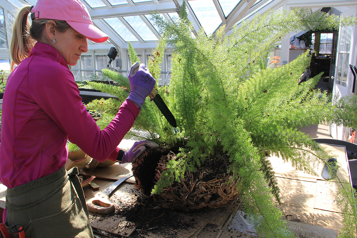 dividing an asparagus fern
