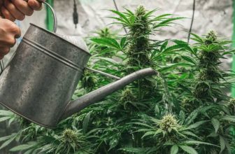 Cannabis rescheduling fuels talk of an insurance boom