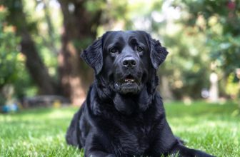 Florida clears 12 pet insurance rate hikes averaging 9.25%