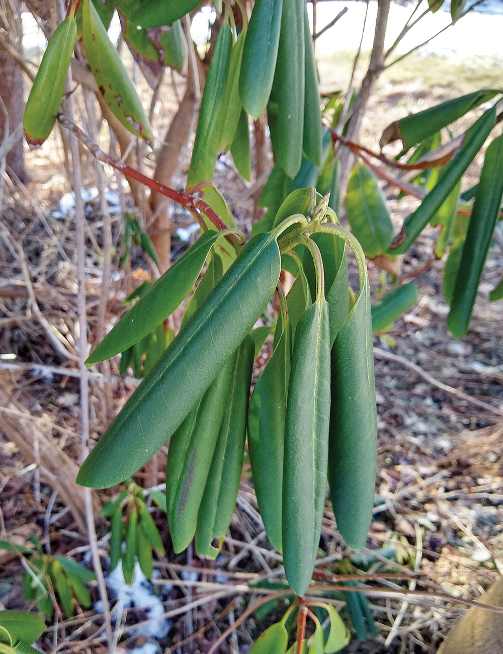 Winter curl on rhododendron leaves