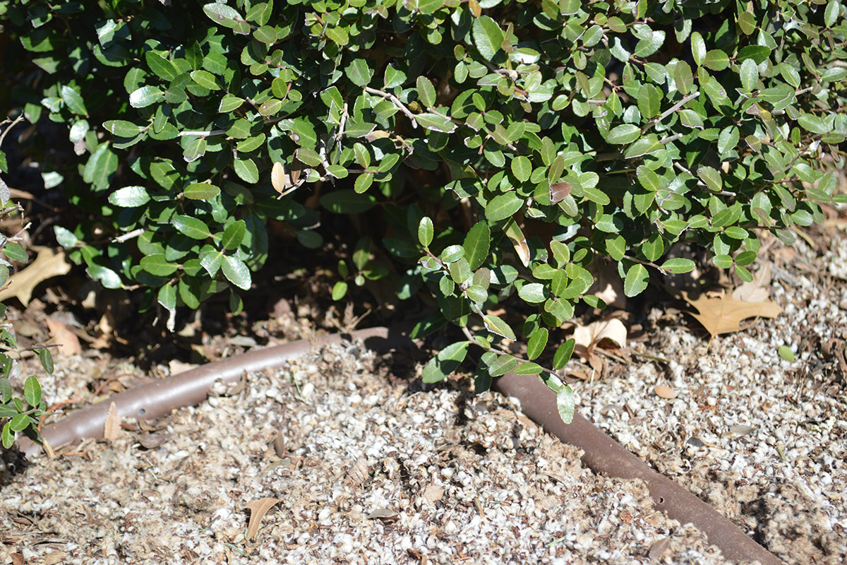 irrigation under evergreen plant