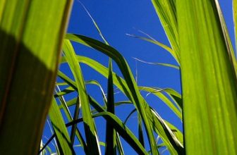 sun producing alcohol for cars