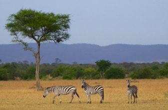 African safari, Aug 2014 – 057