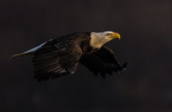 Flying off into the sunset