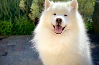 11 Best Samoyed Immunity Supplements