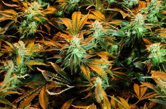 Marijuana Is Too Strong Now