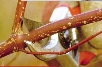 Alan Titchmarsh How to Garden: Pruning and Training By Alan Titchmarsh