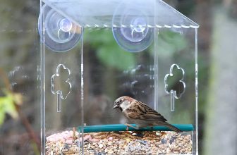 Glass Window Bird Feeder Station Seed Peanut Mealworm Suction Perspex Clear View