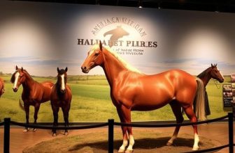 American Quarter Horse Hall of Fame & Museum: Ultimate Visitor Guide