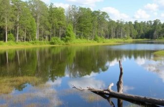Exploring Caddo Lake National Wildlife Refuge: A Comprehensive Visitor Guide