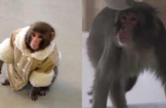 13 years later, the IKEA monkey is all grown up — and his sanctuary is at capacity