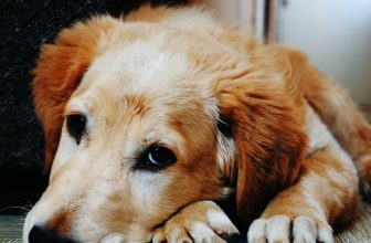 How to Train Your Dog to Walk on a Loose Leash