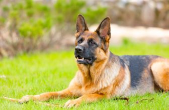 20 Best Foods for German Shepherds with Allergies