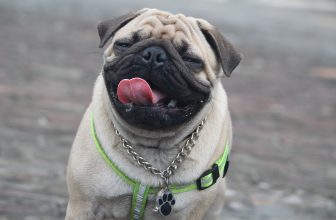20 Best Foods for Pugs with Allergies