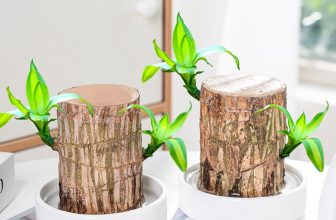 Brazilian Wood Sprouting Lucky Wood, Wood Stump, Hydroponic Potted Plant Ornamen