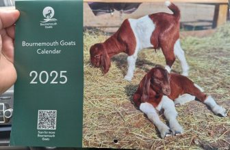 2025 calendar Goats