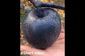 Black Diamond Apple🍎