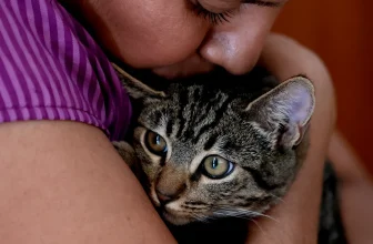 AI tracking technology helps find missing cat Grayson in heartwarming story