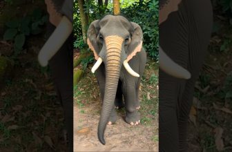 When Big Brother Gets a Shot… And Turns Into a GIANT ELEPHANT! 🐘😱