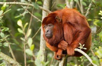My Unforgettable Journey into the Heart of the Amazon: A Tambopata Research Centre, Peru