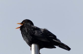 Blackbird´s song