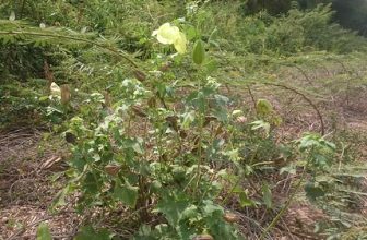 Abelmoschus moschatus  ( ម្ជូរព្រឹកព្រៃ )