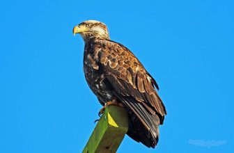 Bald Eagle Juvenile 15-0221-6800