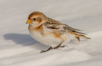 JWL9396  Snow Bunting..