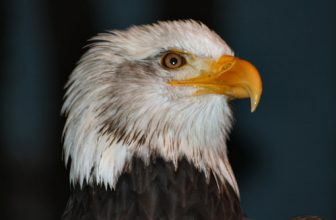 Dollywood –Wings of America Show – Bald Eagle