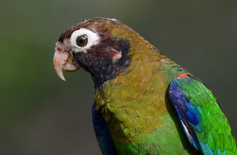 Loro cabecipardo // Brown-hooded Parrot