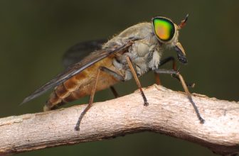 Australian Common March Fly – Tabanus australicus