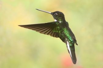 Inca Collarejo | Collared Inca (Coeligena torquata)