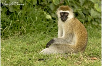 The Mischievous Vervet!