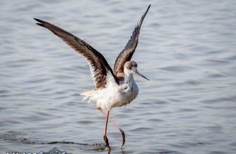 Black-winged stilt (Himantopus himantopus)-3133
